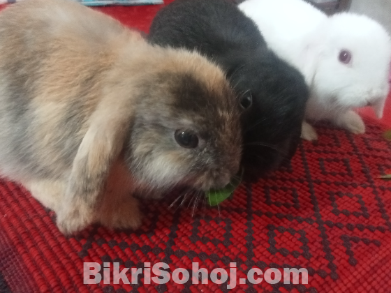 Holland Lop Rabbits